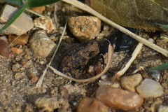 Thecesternus maculosus