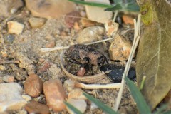 Thecesternus maculosus