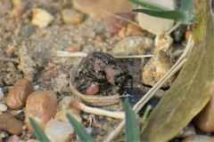 Thecesternus maculosus