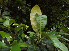 Planchonella myrsinodendron