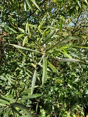 Salix gmelinii