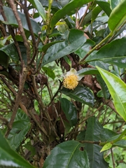 Camellia sinensis assamica
