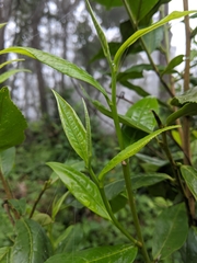Camellia sinensis assamica
