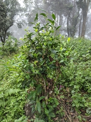 Camellia sinensis assamica