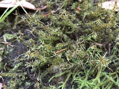 Pohlia longibracteata