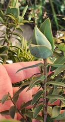 Veronica glaucophylla