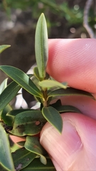 Veronica glaucophylla