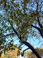 Pyrus ussuriensis