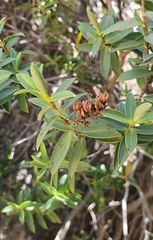 Veronica glaucophylla