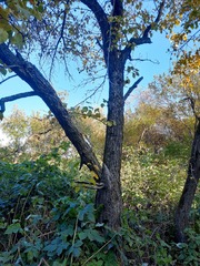 Pyrus ussuriensis
