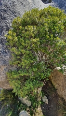 Veronica glaucophylla