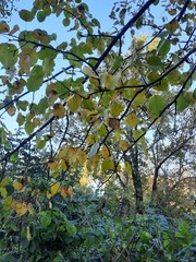 Pyrus ussuriensis