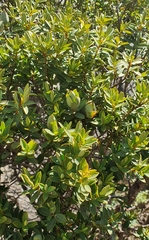 Veronica glaucophylla