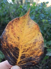 Pyrus ussuriensis