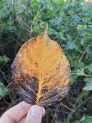 Pyrus ussuriensis