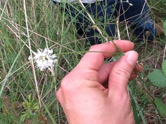 Dalea multiflora