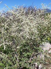 Asterohyptis stellulata