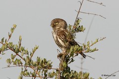 Glaucidium perlatum