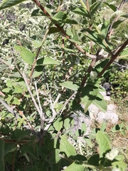 Asterohyptis stellulata