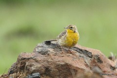Hemimacronyx chloris