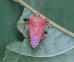 Eocanthecona robusta