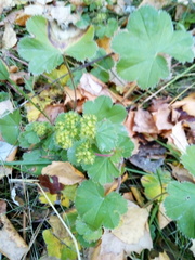 Alchemilla tubulosa