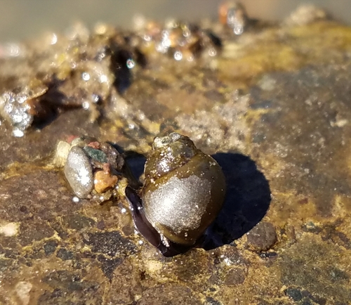 Nugget Pebblesnail (Fluminicola seminalis) · iNaturalist Canada