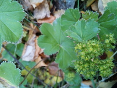 Alchemilla tubulosa