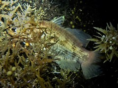 Hypopterus macropterus