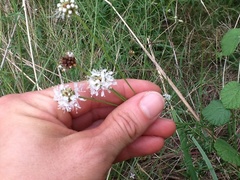 Dalea multiflora