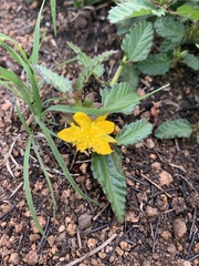 Corchorus asplenifolius