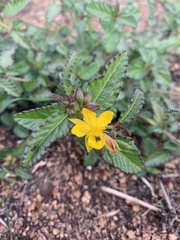 Corchorus asplenifolius