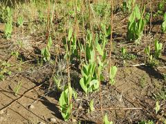 Senecio isatidioides