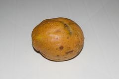 Passiflora ambigua