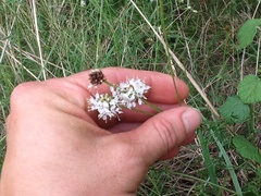 Dalea multiflora