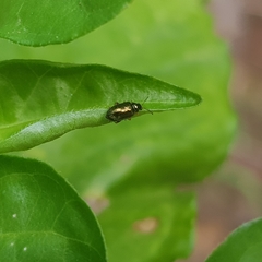 Trichaltica elegantula