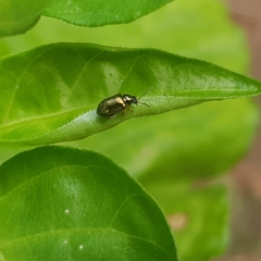 Trichaltica elegantula