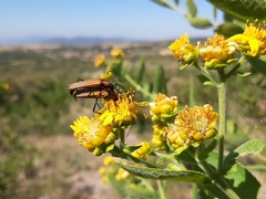 Ischnocnemis luteicollis