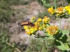 Ischnocnemis luteicollis