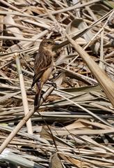 Saxicola maurus