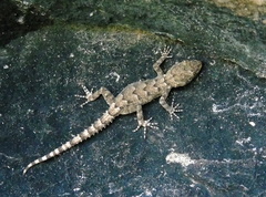 Mediodactylus heterocercus