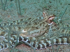 Thaumoctopus mimicus