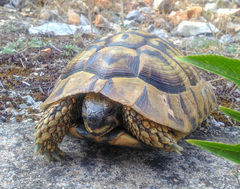 Testudo hermanni