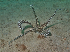 Thaumoctopus mimicus