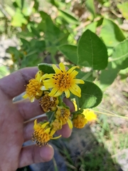 Verbesina sphaerocephala