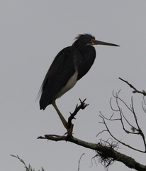 Egretta tricolor image