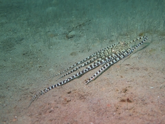 Thaumoctopus mimicus