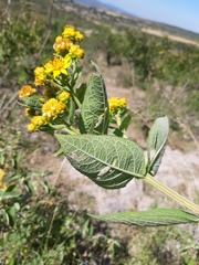 Verbesina sphaerocephala