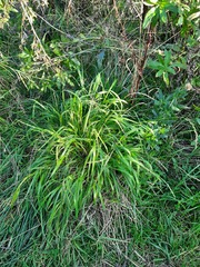 Elymus fibrosus