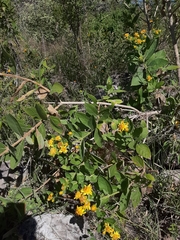 Verbesina sphaerocephala